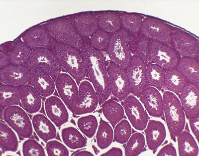 préparation microscopique testicule de grenouille CT