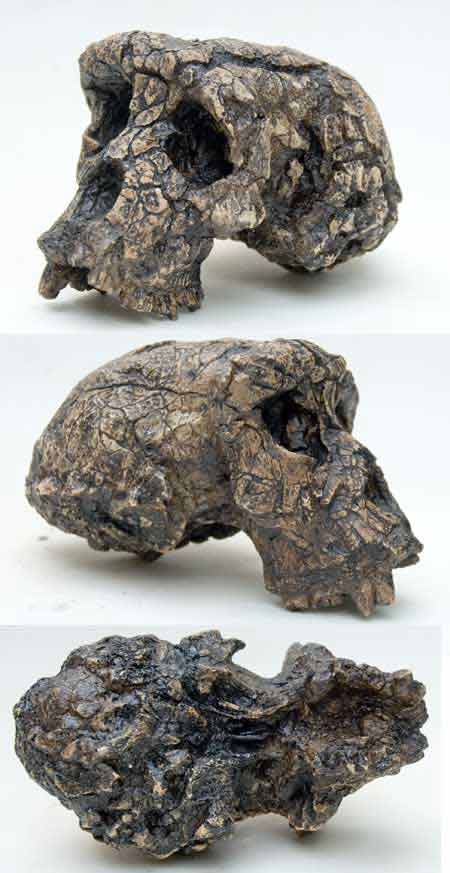 CRA8 Sahelanthropus tchadensis