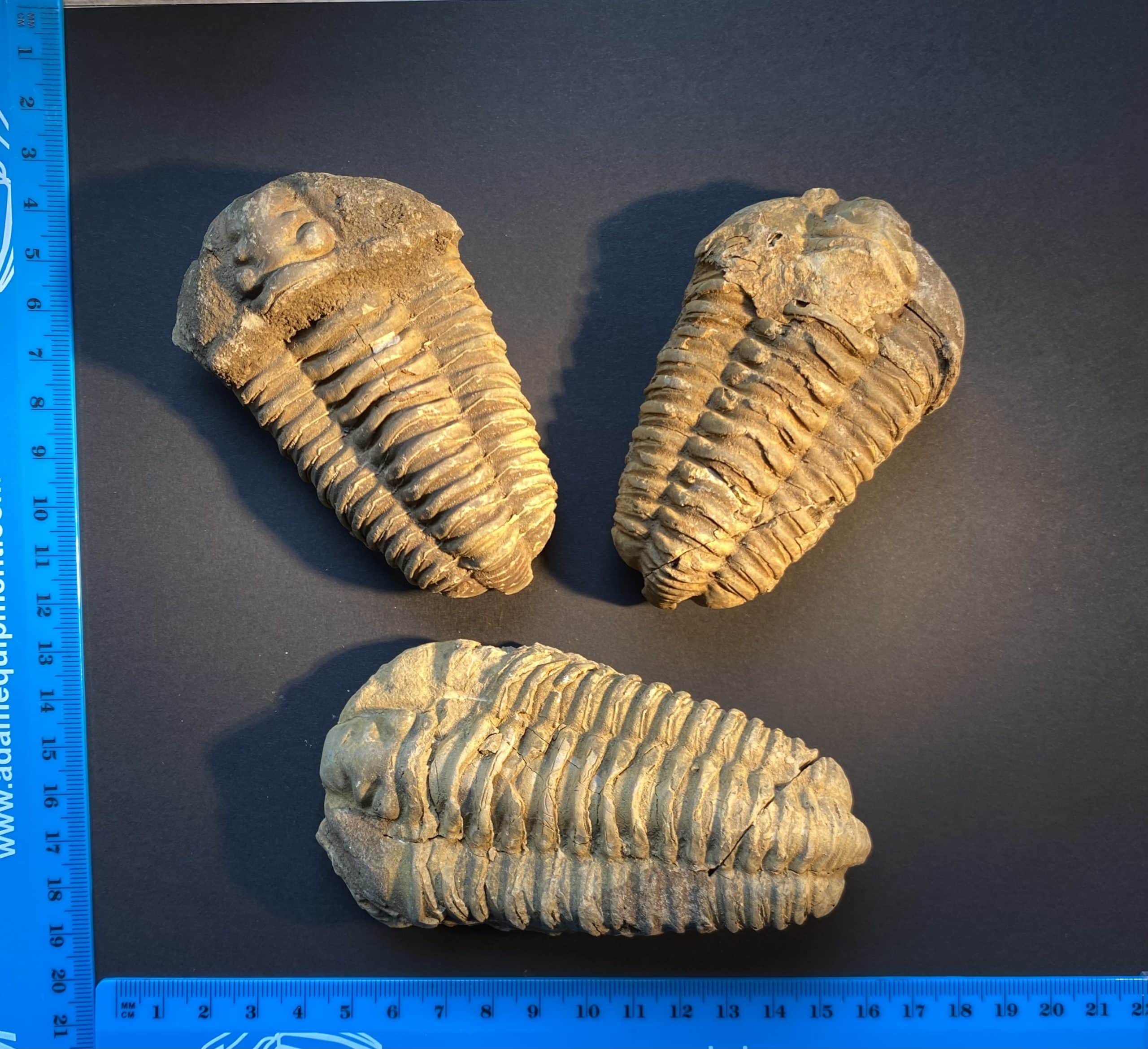 Trilobite de grande taille
