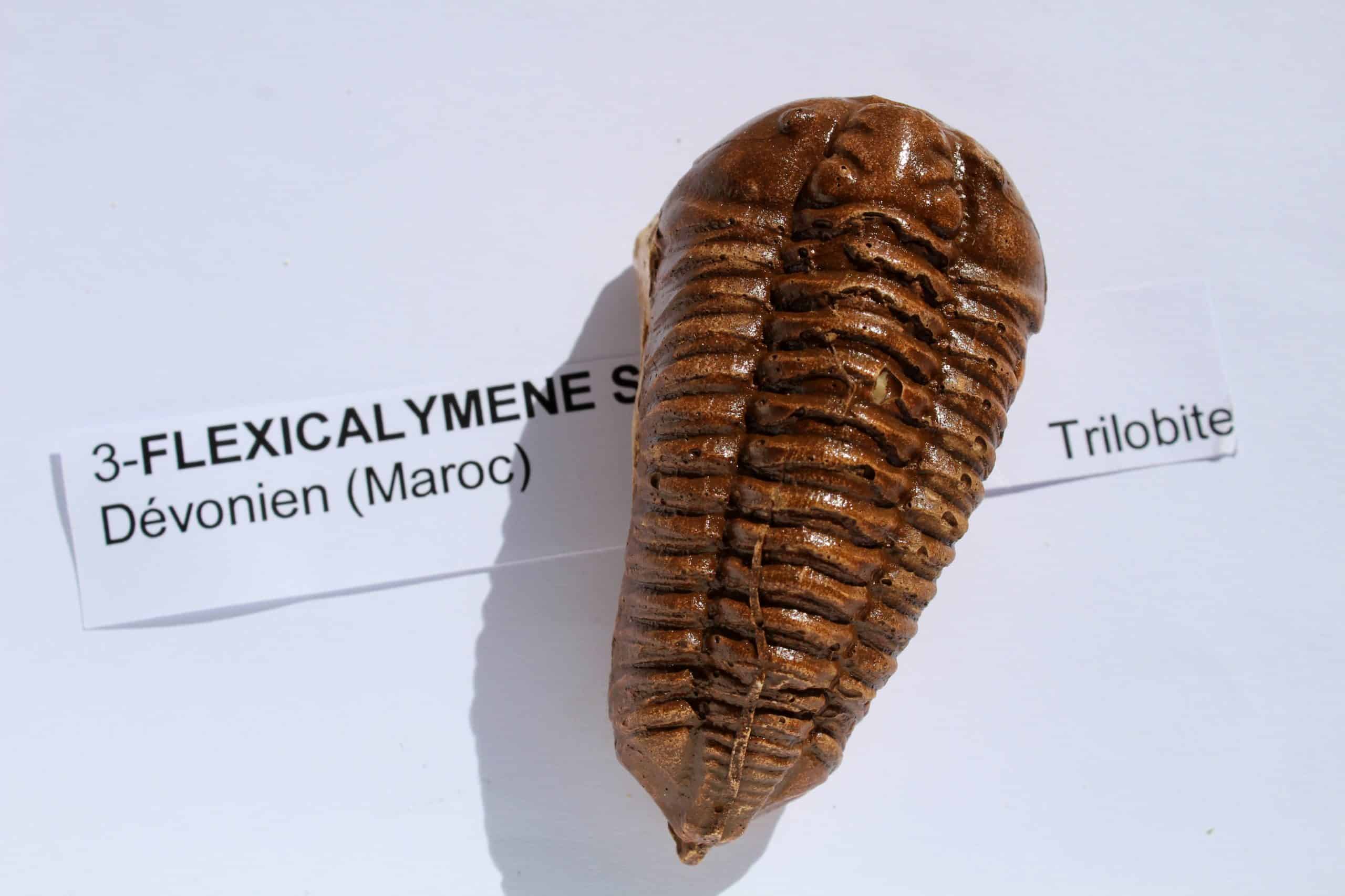 4 MOULAGES DE TRILOBITES