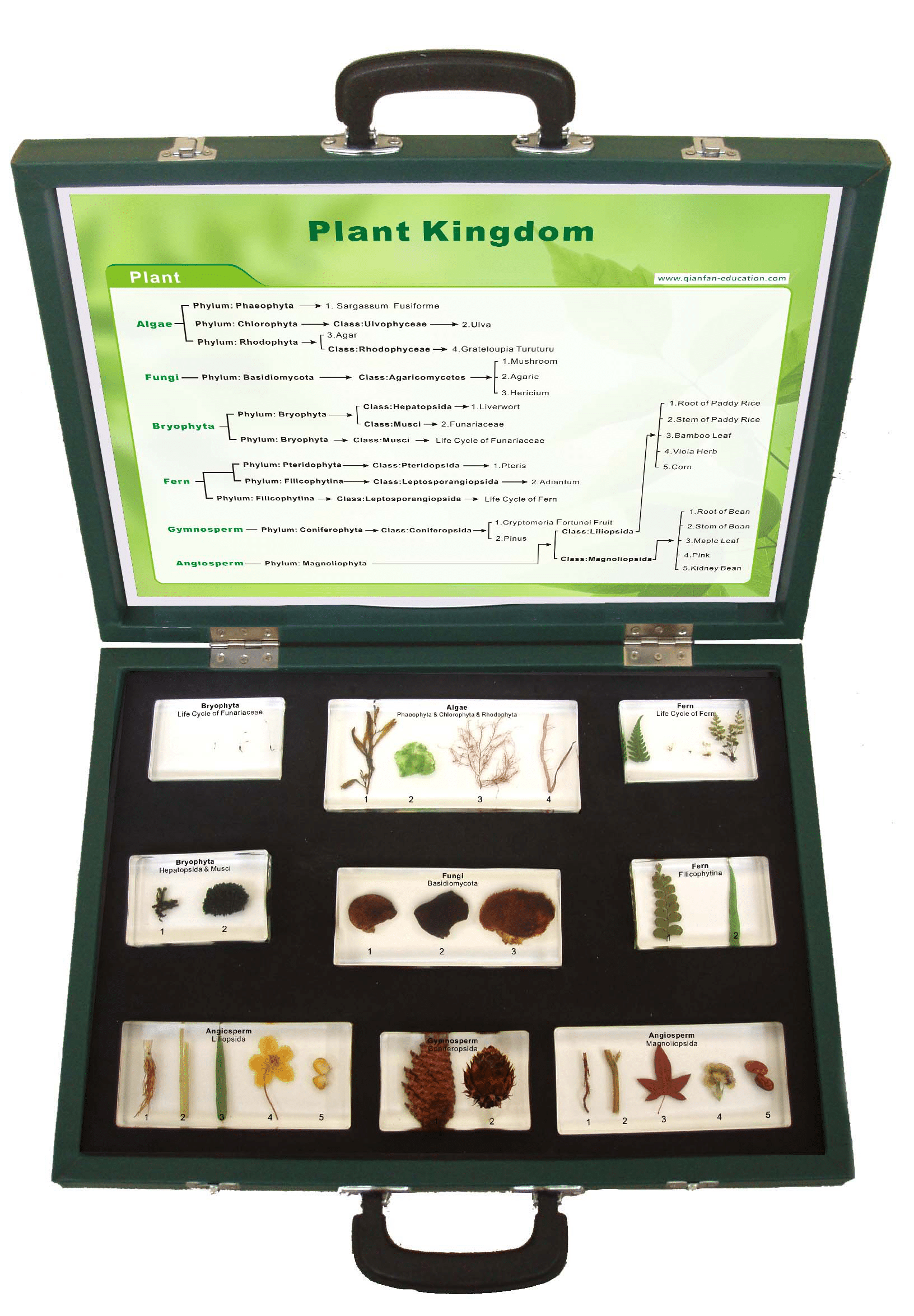Les différentes famille de végétaux