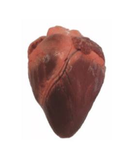 coeur de mouton congelé