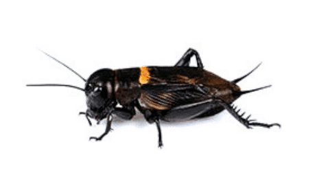 grillons (flacon de 10 individus dans l’alcool)