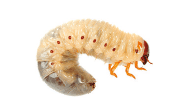 larves de Cétoine (flacon de 10 individus dans l’alcool)