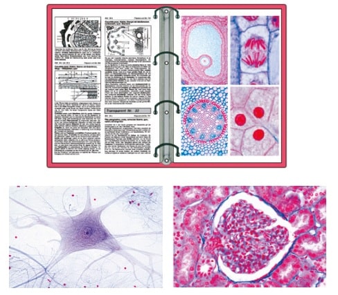 boîtes Petri plastiques diam.90mm (x15)