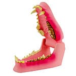 modele de machoire du chien