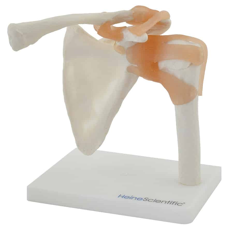 modele epaule ligaments