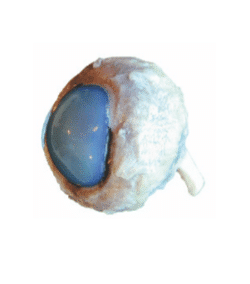 oeil de boeuf dans l’alcool