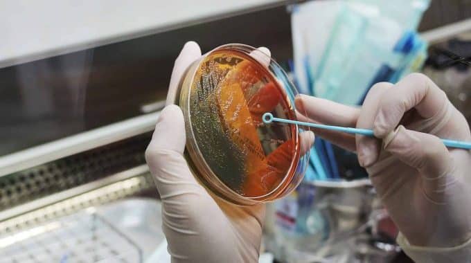 Des scientifiques tiennent une plaque de culture bactérienne.