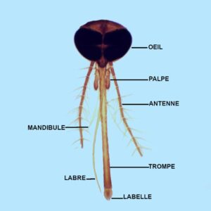 Préparation microscopique de tête moustique femelle (appareil piqueur suceur)