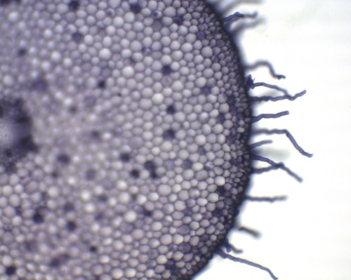 agitateur magnétique 0 à 1500 trs/mn – 3L