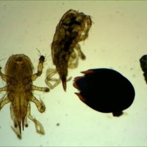 Préparation microscopique de microfaune du sol