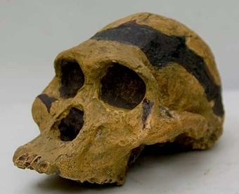 crâne d’ Australopithecus Africanus