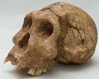 crâne d’ Homo Erectus