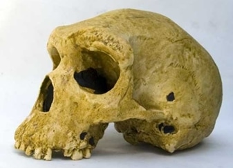 crâne d’ Homo Sapiens rhodesiensis