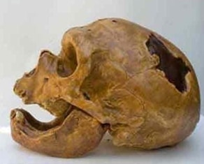 crâne Homme de Néandertal