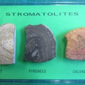 3 PETITS STROMATOLITES