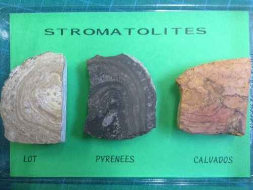 3 PETITS STROMATOLITES