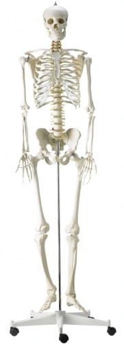 squelette humain grandeur nature