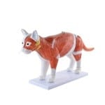 Modèle de chat démontable