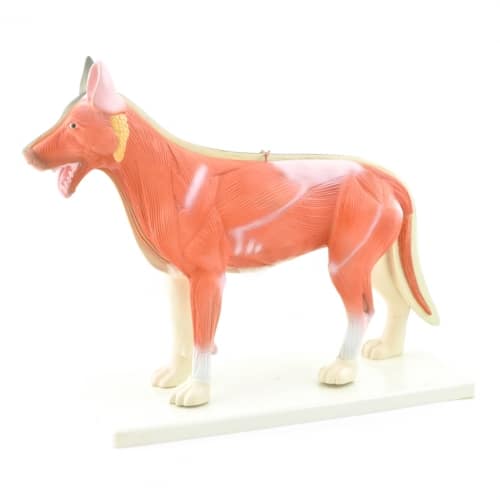 modèle de chien démontable