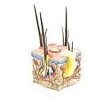 Maladies de la peau chez le chien