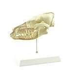 Modèle anatomique d’un crâne de chien