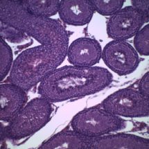 831C testicule rat CT 100x