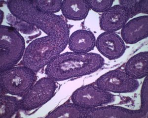 831C testicule rat CT 100x