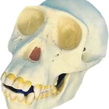modèle de crâne de chimpanzé