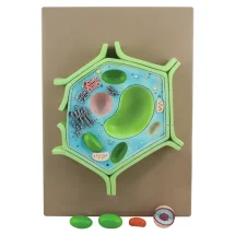 modèle anatomique de la cellule