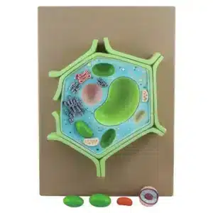 modèle anatomique de la cellule