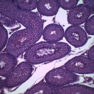 prepared slide testicule rat CT