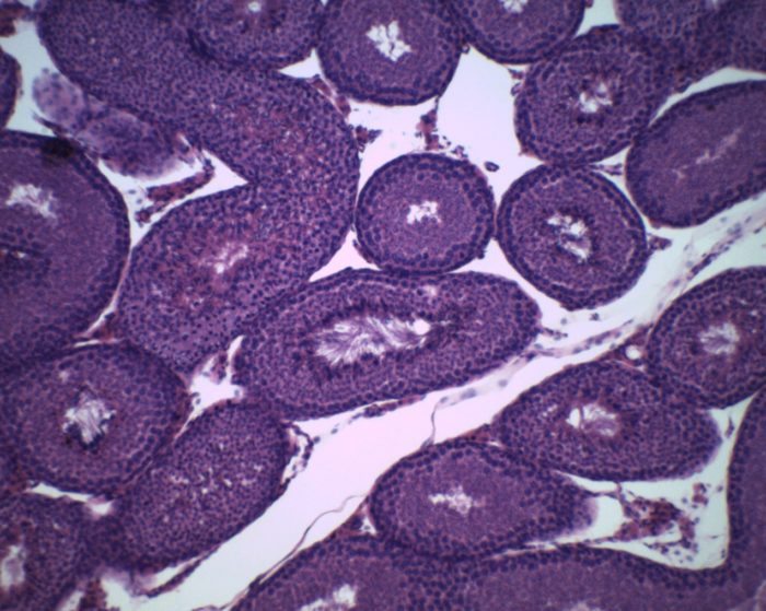 prepared slide testicule rat CT